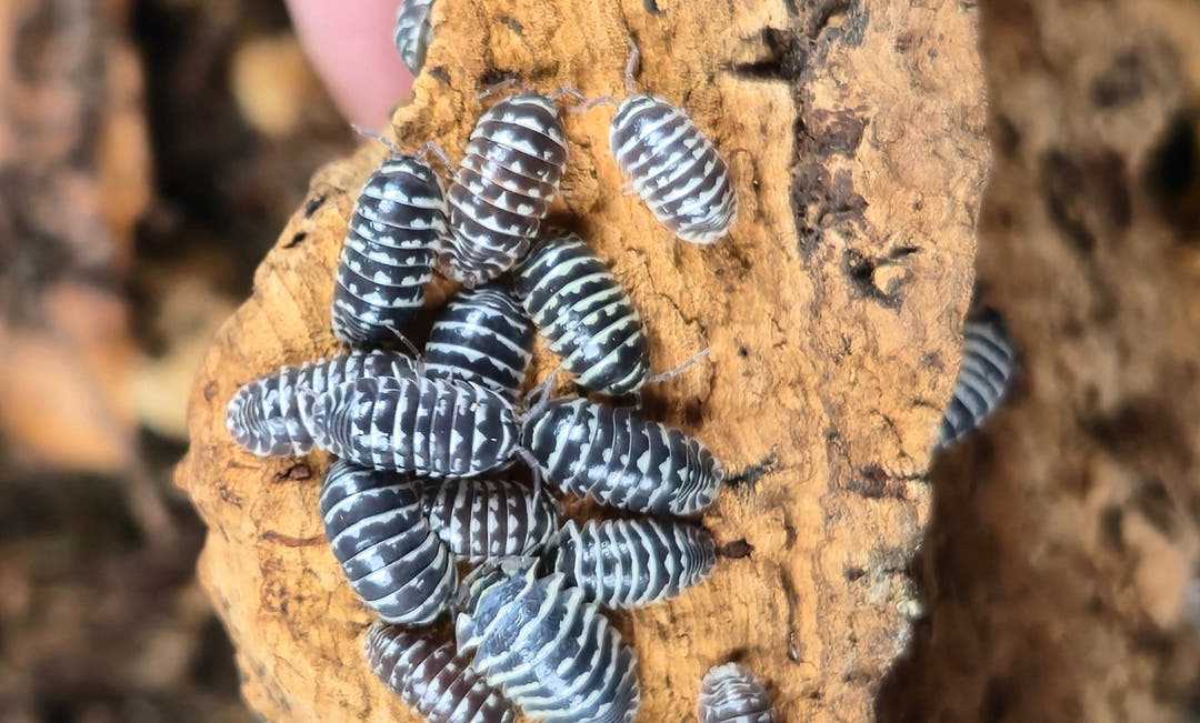 Zebra Isopods (Armadillidium Maculatum)