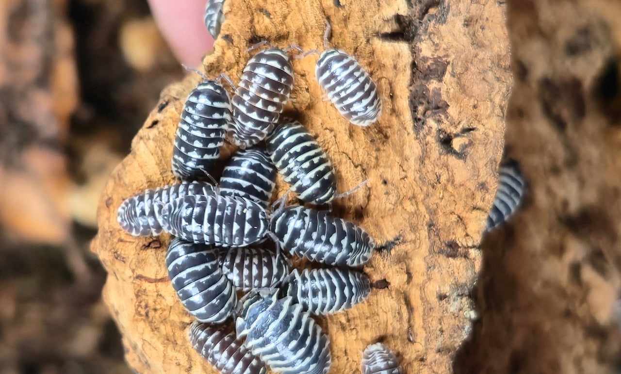 Zebra Isopods (Armadillidium Maculatum) - Isopods For Sale UK I PostPods