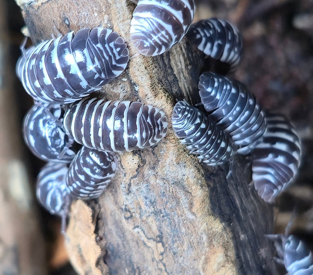 Zebra Isopods (Armadillidium Maculatum)