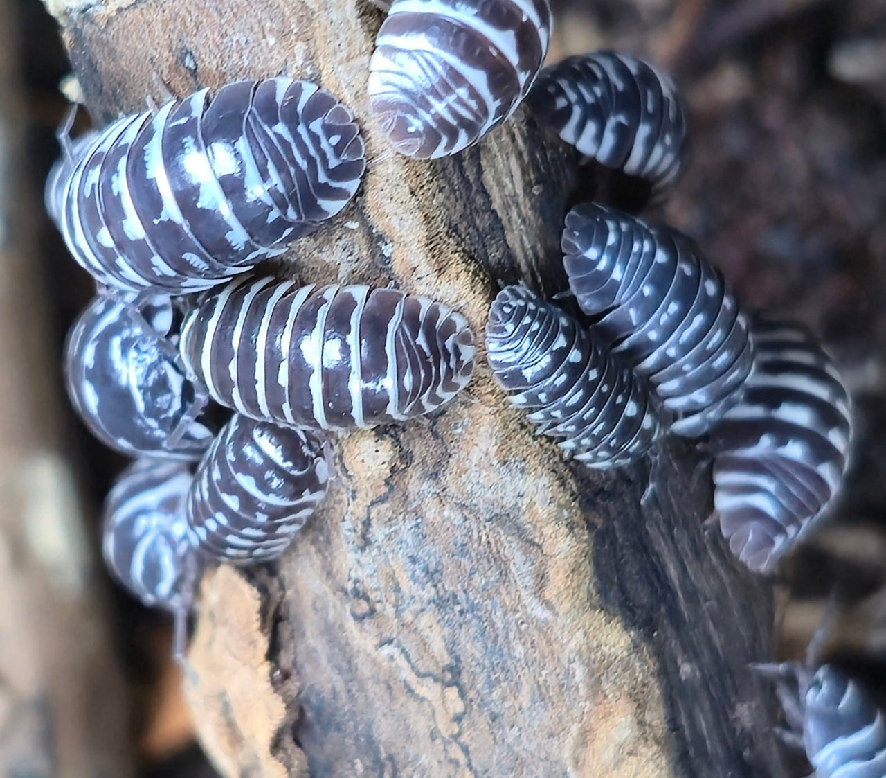 Zebra Isopods (Armadillidium Maculatum) - Isopods For Sale UK I PostPods