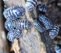 Zebra Isopods (Armadillidium Maculatum) - Isopods For Sale UK I PostPods