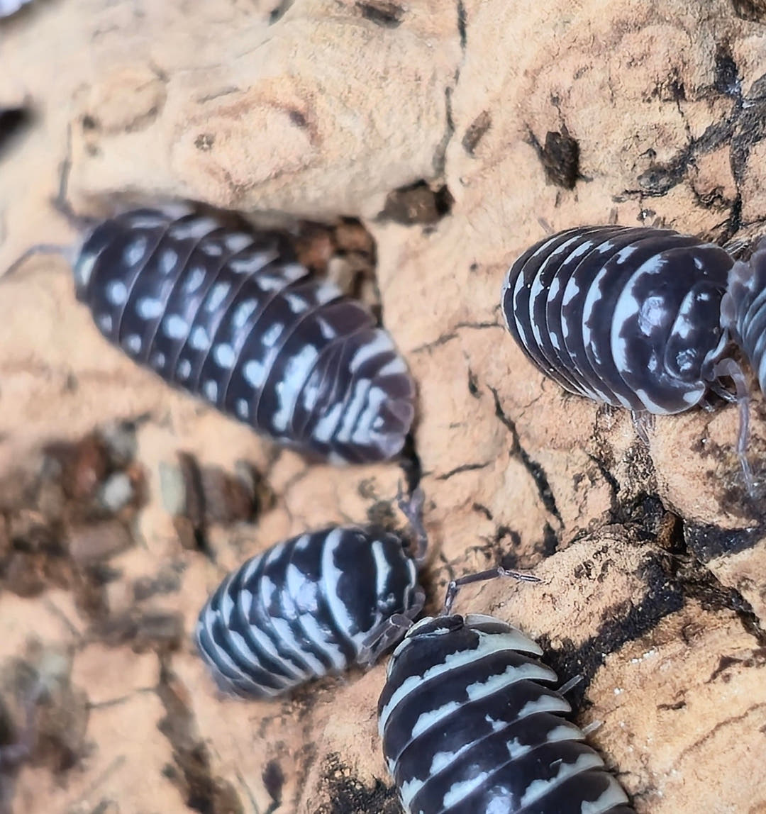 Zebra Isopods (Armadillidium Maculatum)