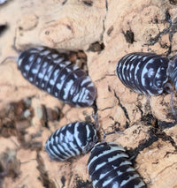 Zebra Isopods (Armadillidium Maculatum) - Isopods For Sale UK I PostPods