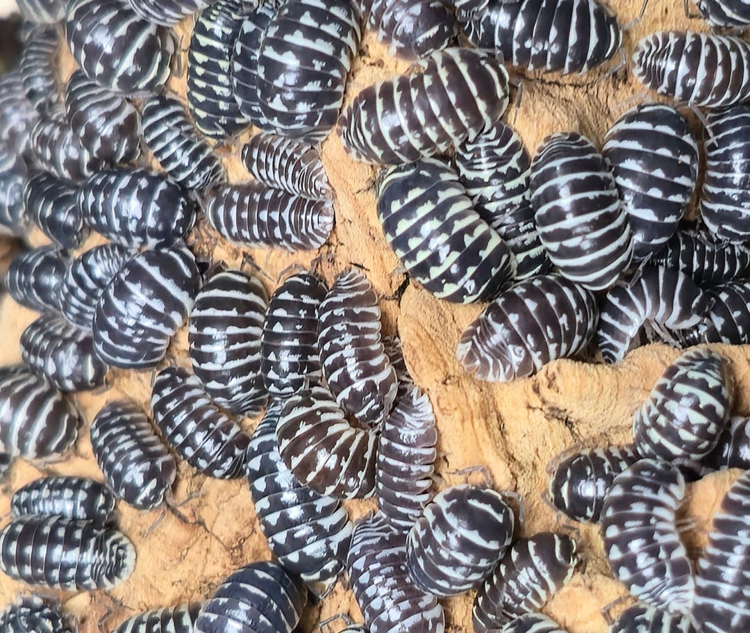 Zebra Isopods (Armadillidium Maculatum)