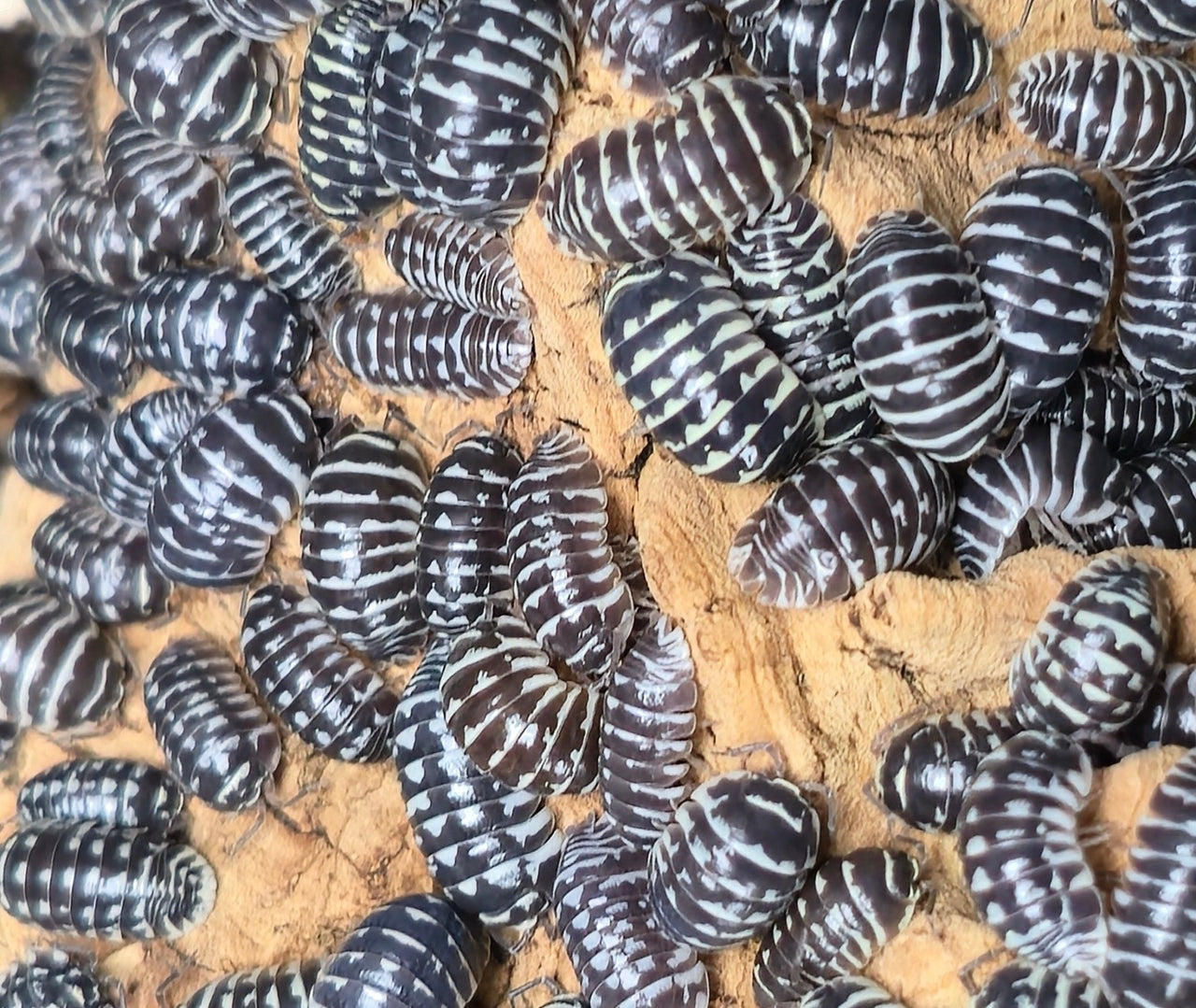 Zebra Isopods (Armadillidium Maculatum) - Isopods For Sale UK I PostPods