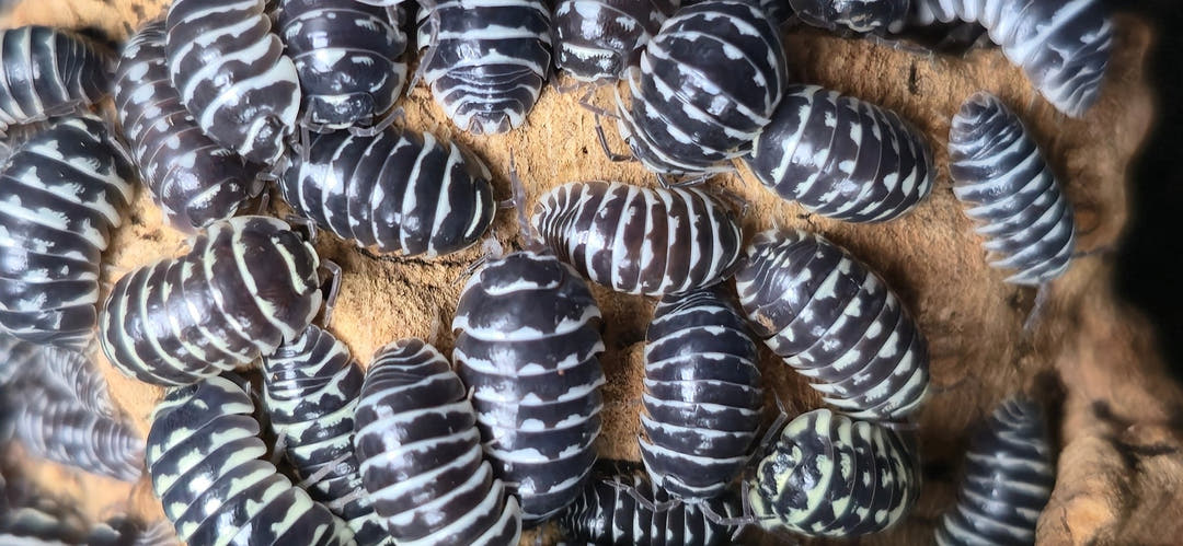 Zebra Isopods (Armadillidium Maculatum)