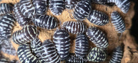 Zebra Isopods (Armadillidium Maculatum) - Isopods For Sale UK I PostPods