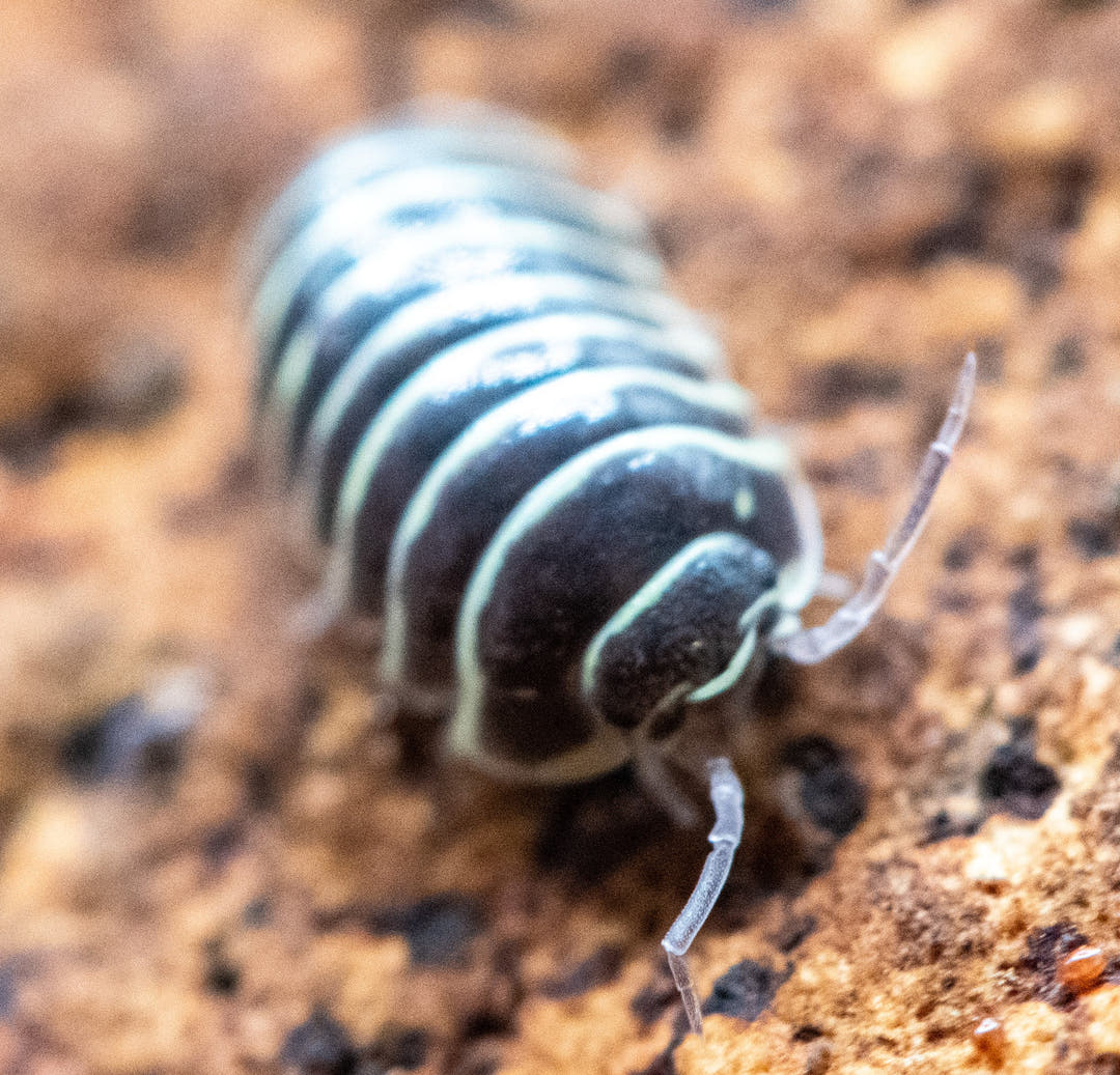 zebra isopod