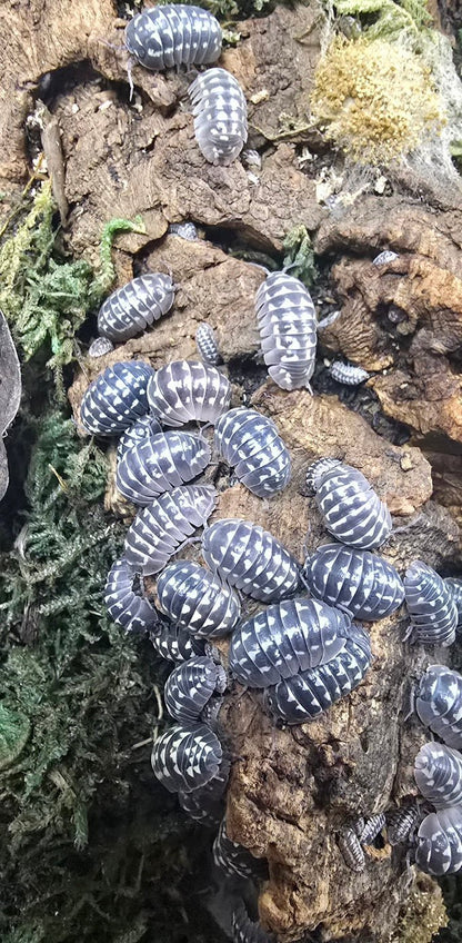 zinger isopod colony