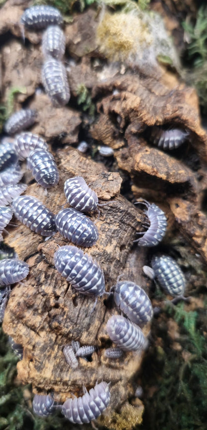 giant isopods for sale