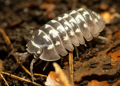 zinger isopod