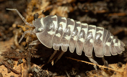 zinger isopods