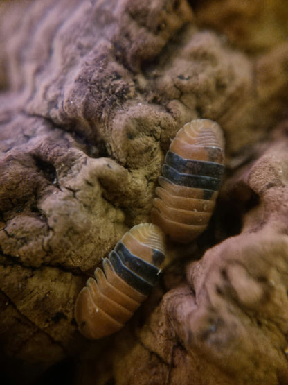 amber ducky isopods