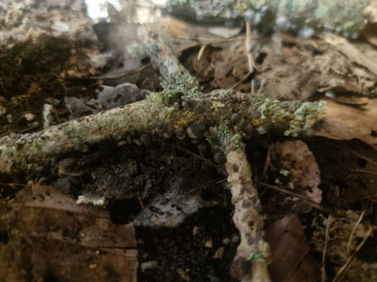 Panda king isopods on lichen