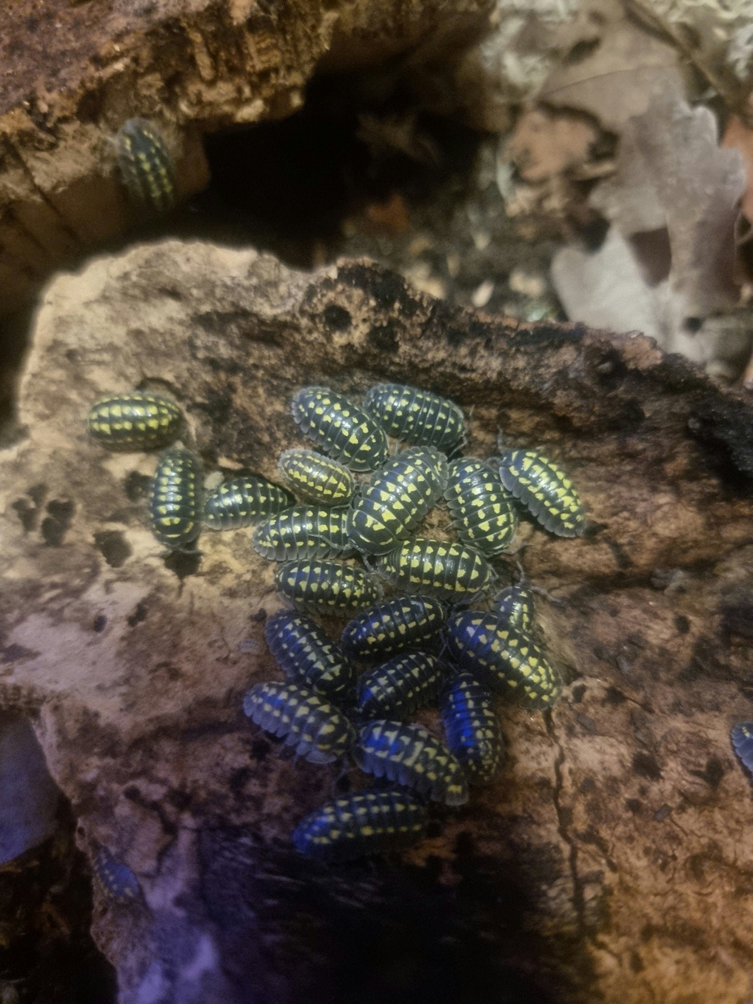 Armadillidium Granulatum “Magic Potion” – Tropical Isopods