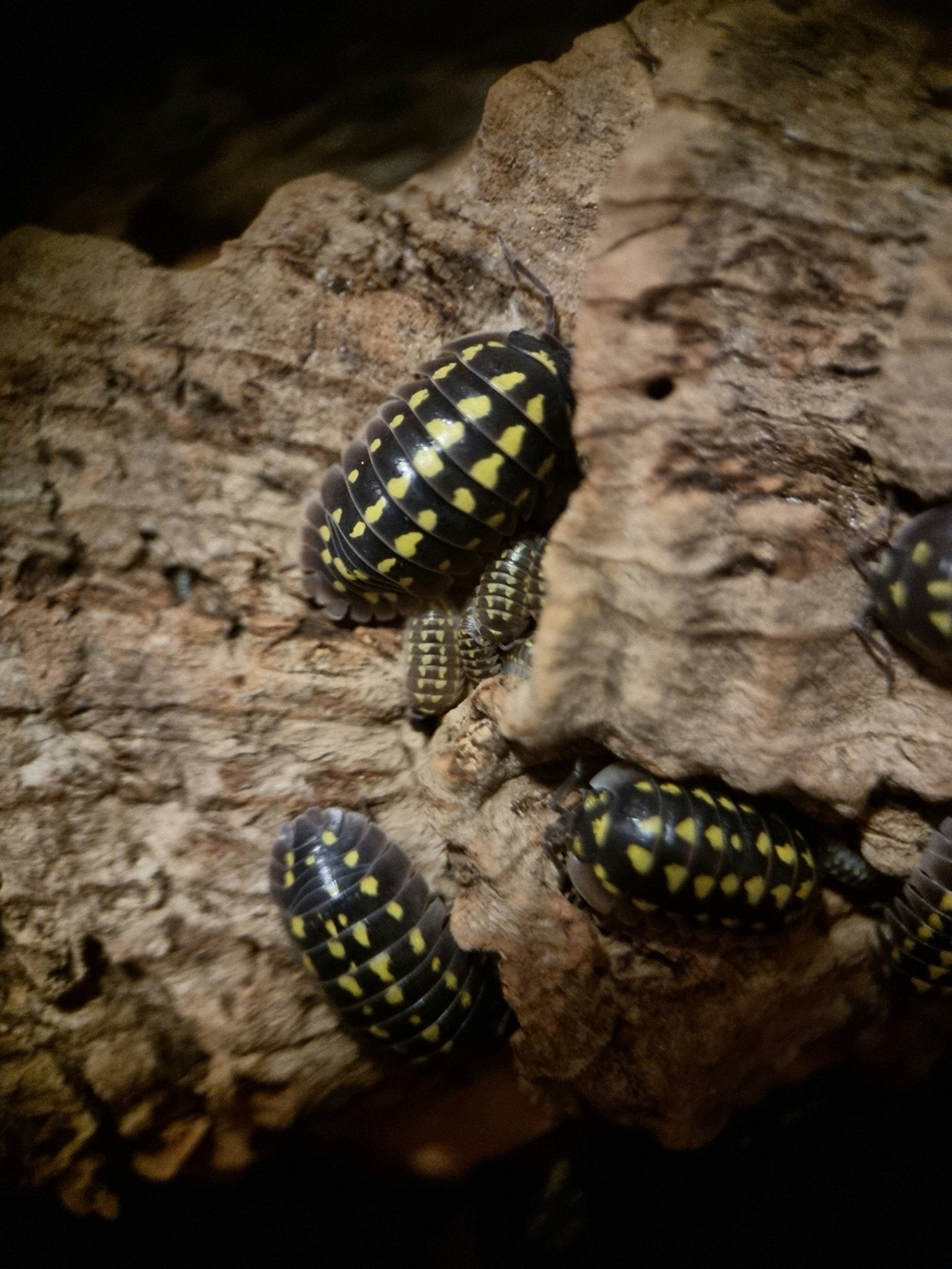 High yellow spotted isopods