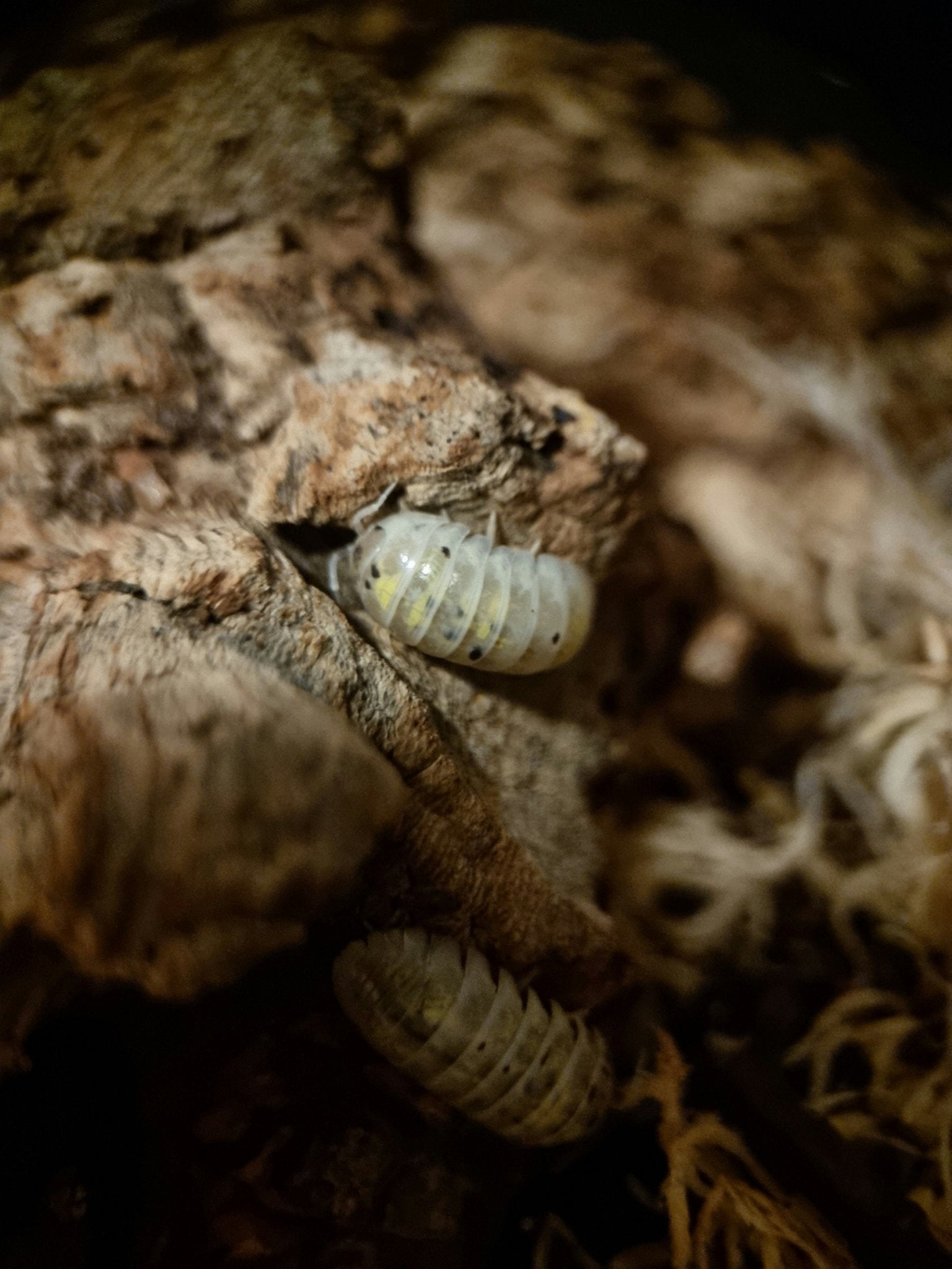 Magic potion isopods