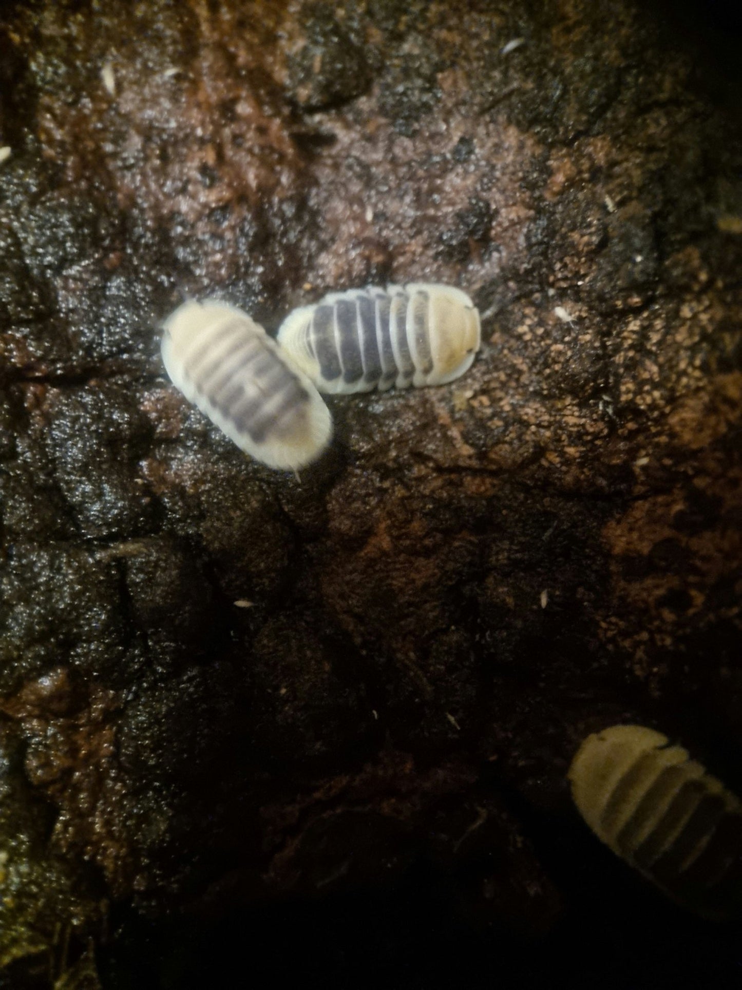 Jupiter Isopods (Cubaris sp.)
