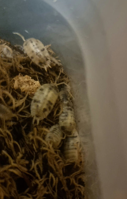 Dairy cow isopods