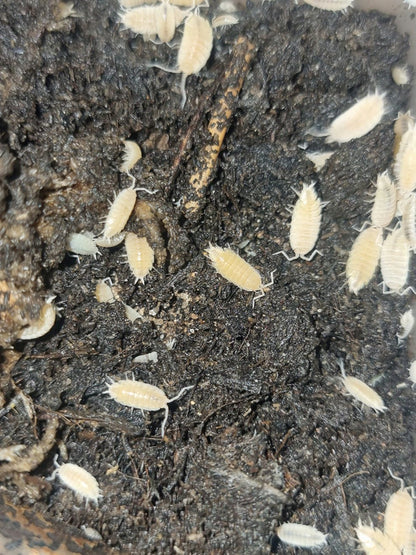 Powder white isopods