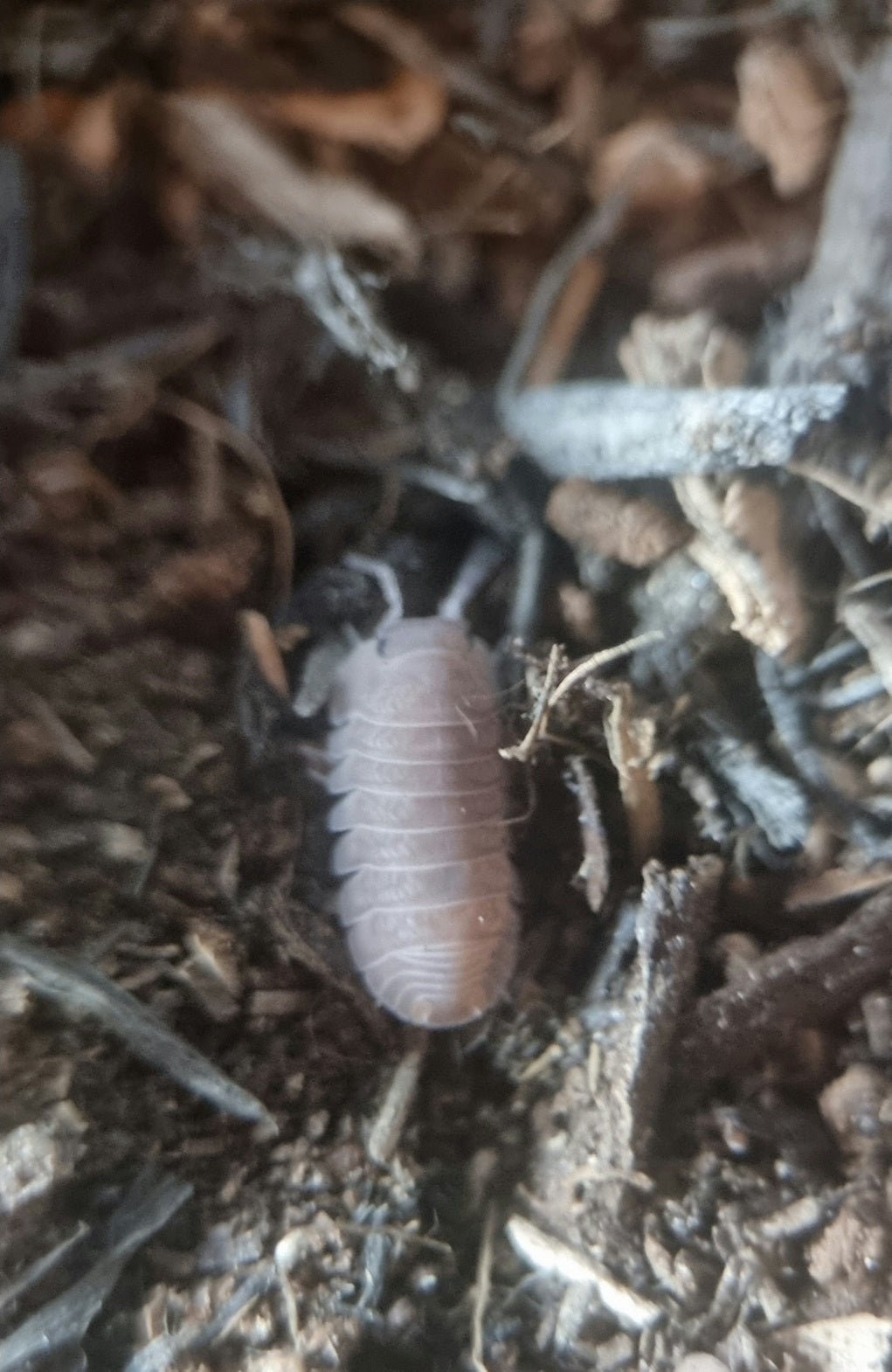 Cubaris Marina isopod