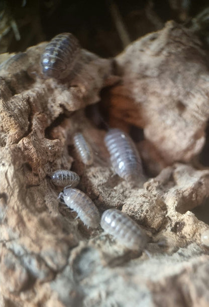 St lucia isopods