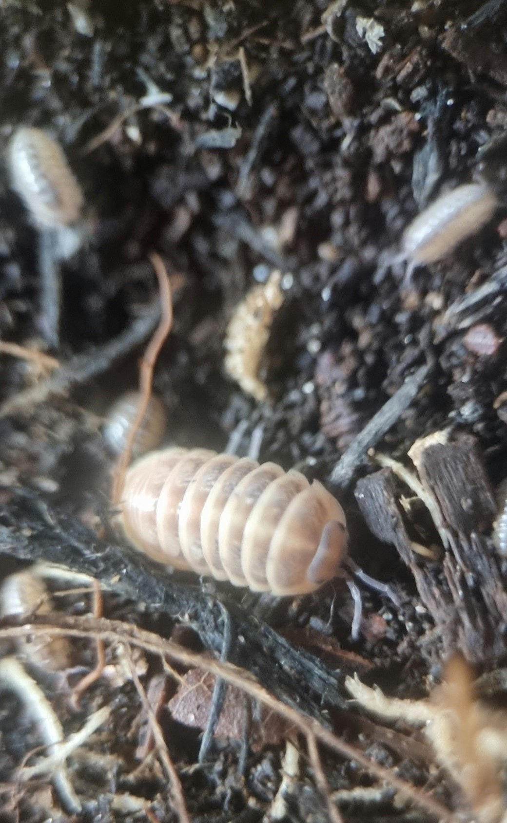 A. Vulgare St lucia isopod