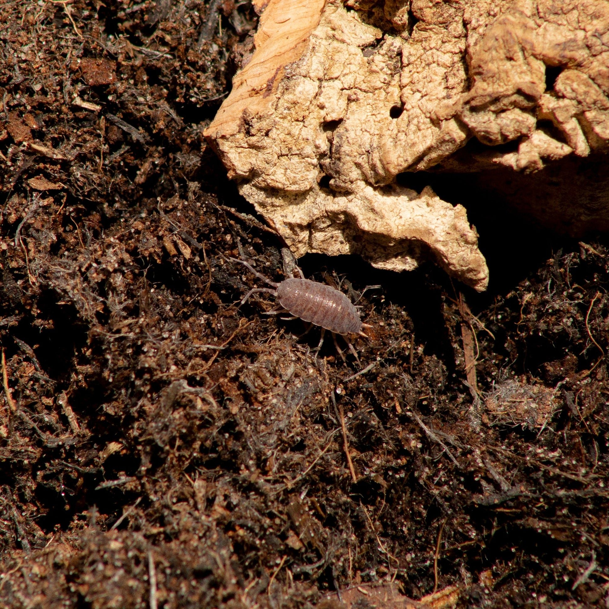 Powder Blue Isopod