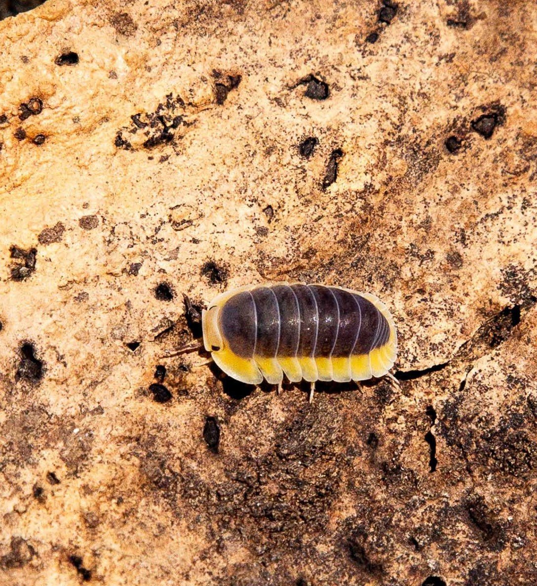 lemon blue isopods