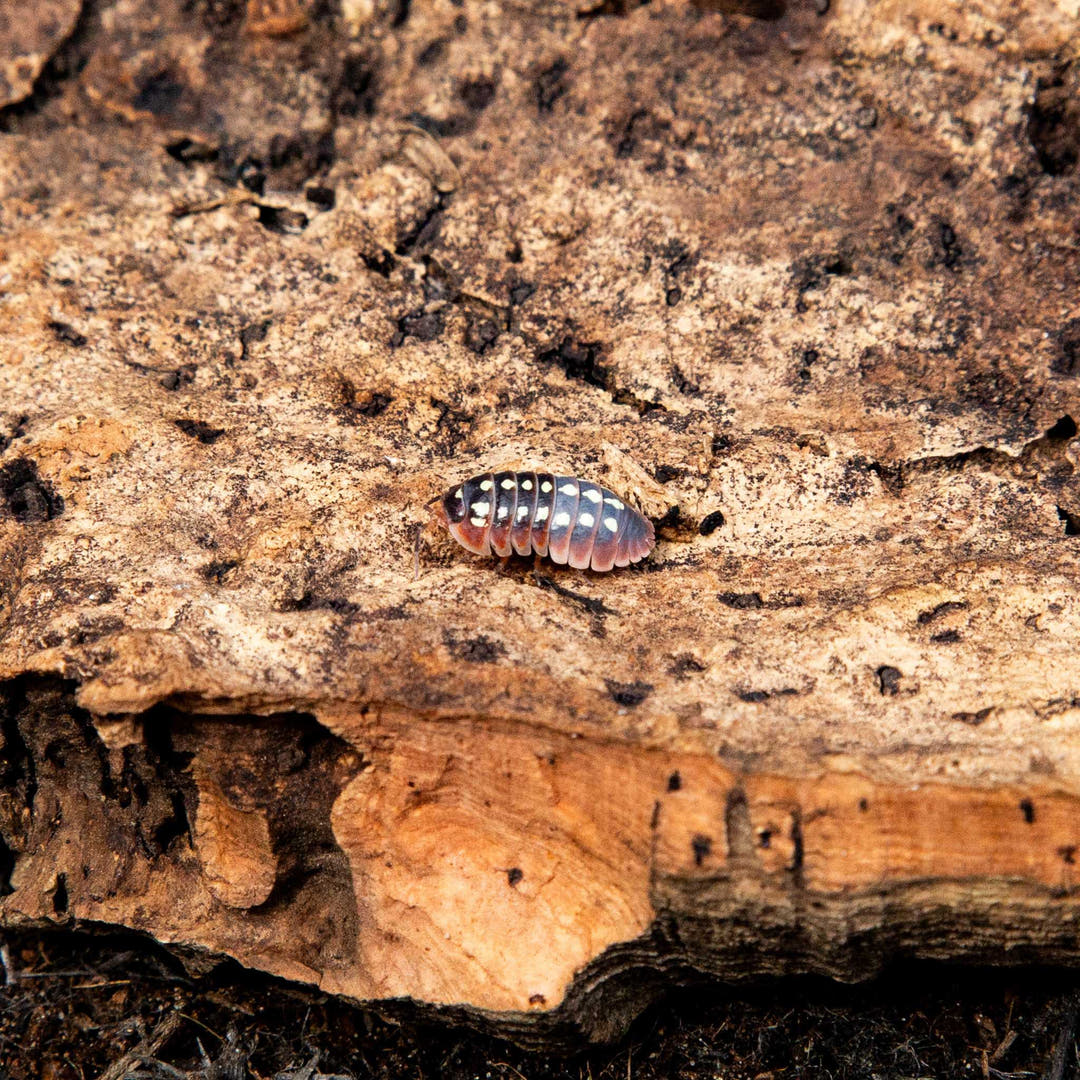 clown isopods