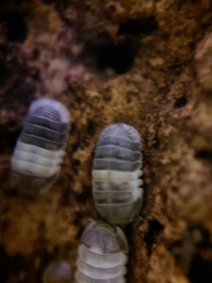 Panda king isopods