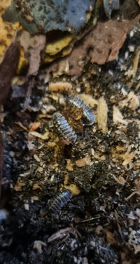 ruffoi isopods