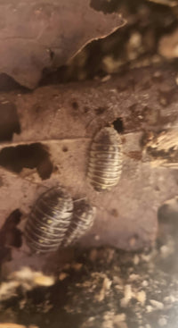 ruffoi isopods