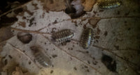 ruffoi isopods
