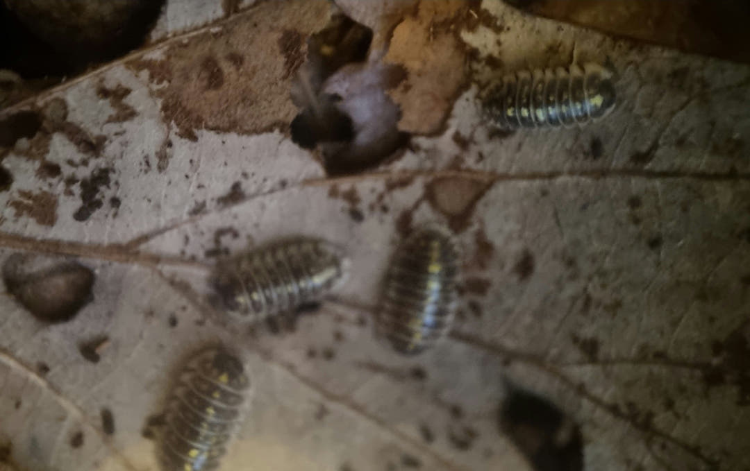 armadillidium isopods