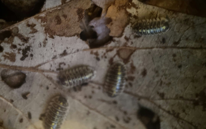 armadillidium isopods