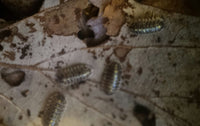 armadillidium isopods