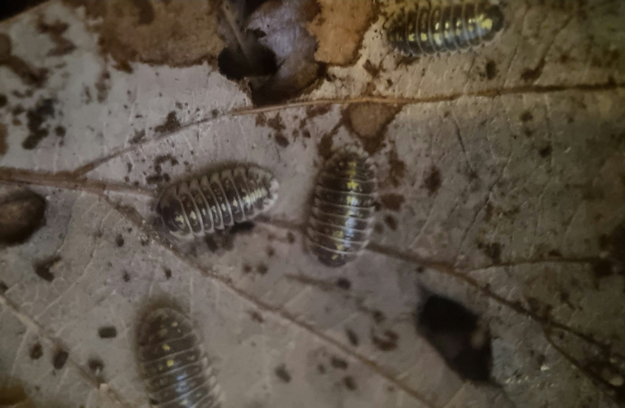 a. ruffoi isopods
