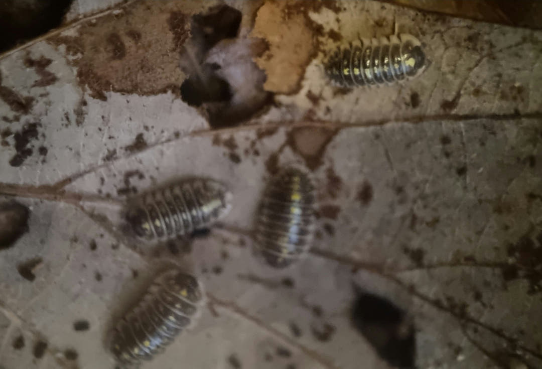 ruffoi isopods