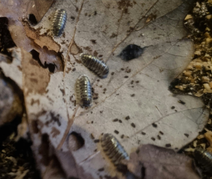 ruffoi isopods