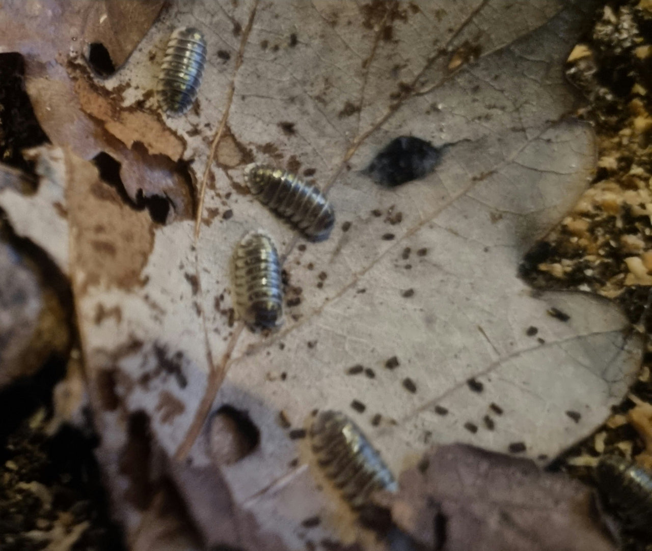 ruffoi isopods