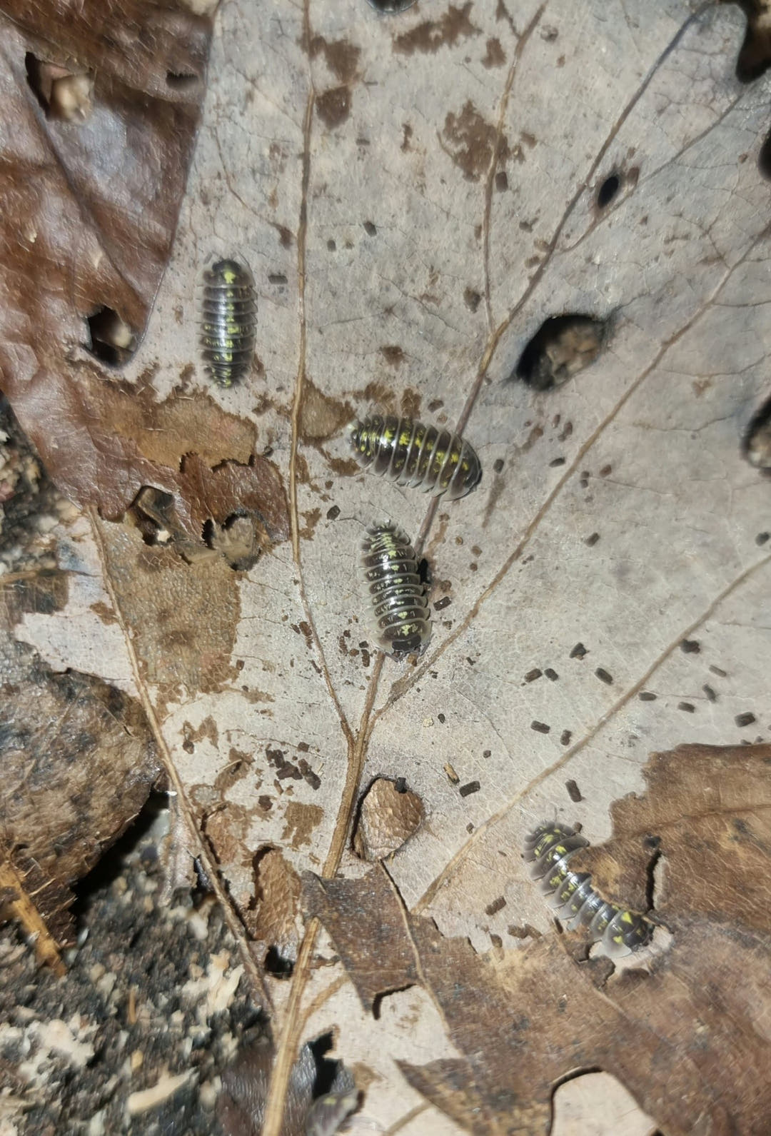 Dark grey Armadillidium ruffoi isopods with yellow spots on a pale dried leaf, four in full view and others cut off at the edges.