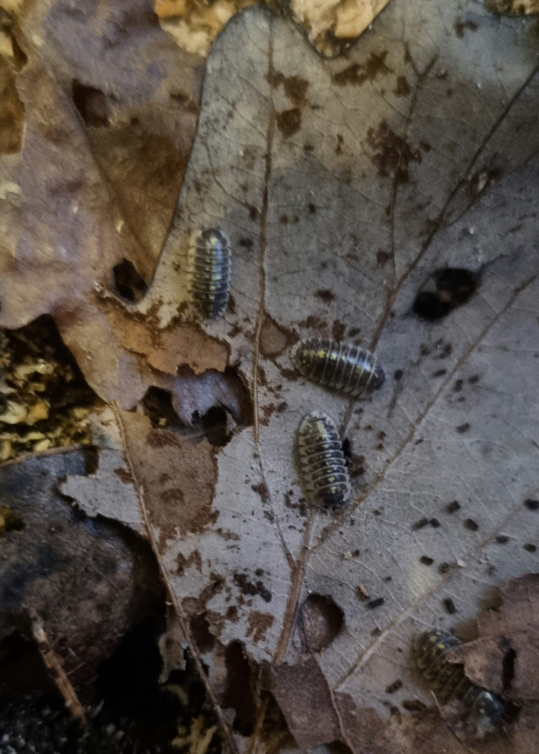 Armadillidium ruffoi isopods, dark grey with yellow speckles, on brown fallen leaves.