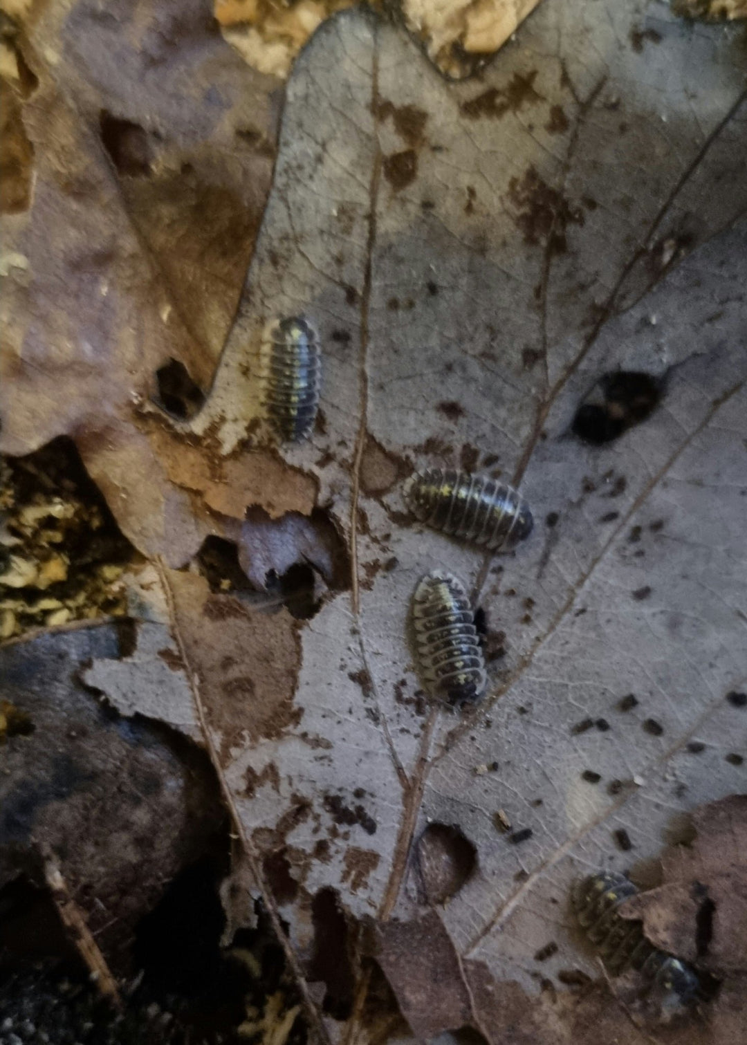 isopods for sale uk