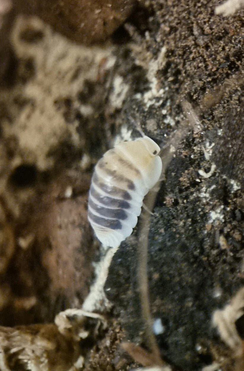 Cubaris jupiter isopod
