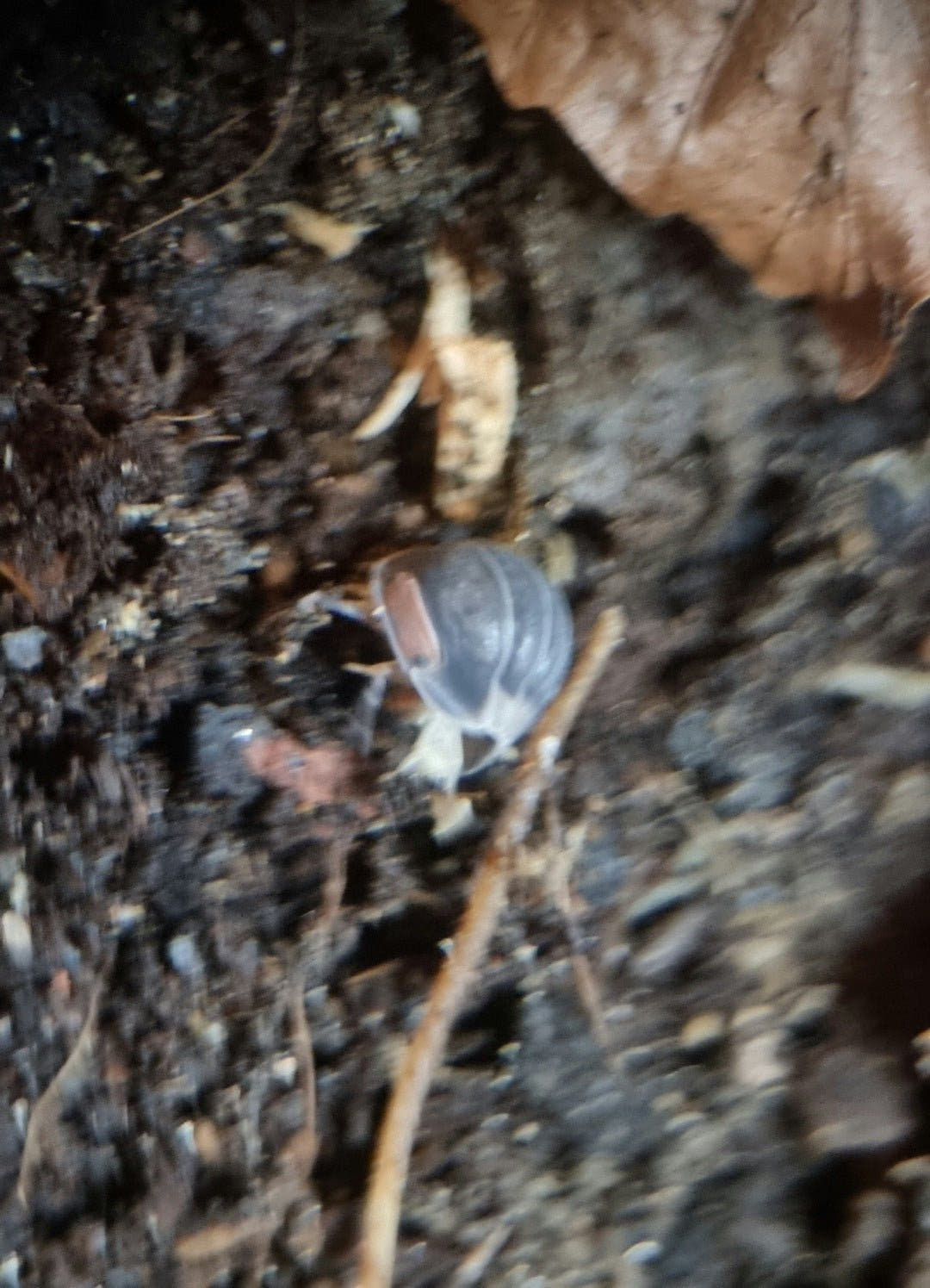 Cubaris pak chong isopod