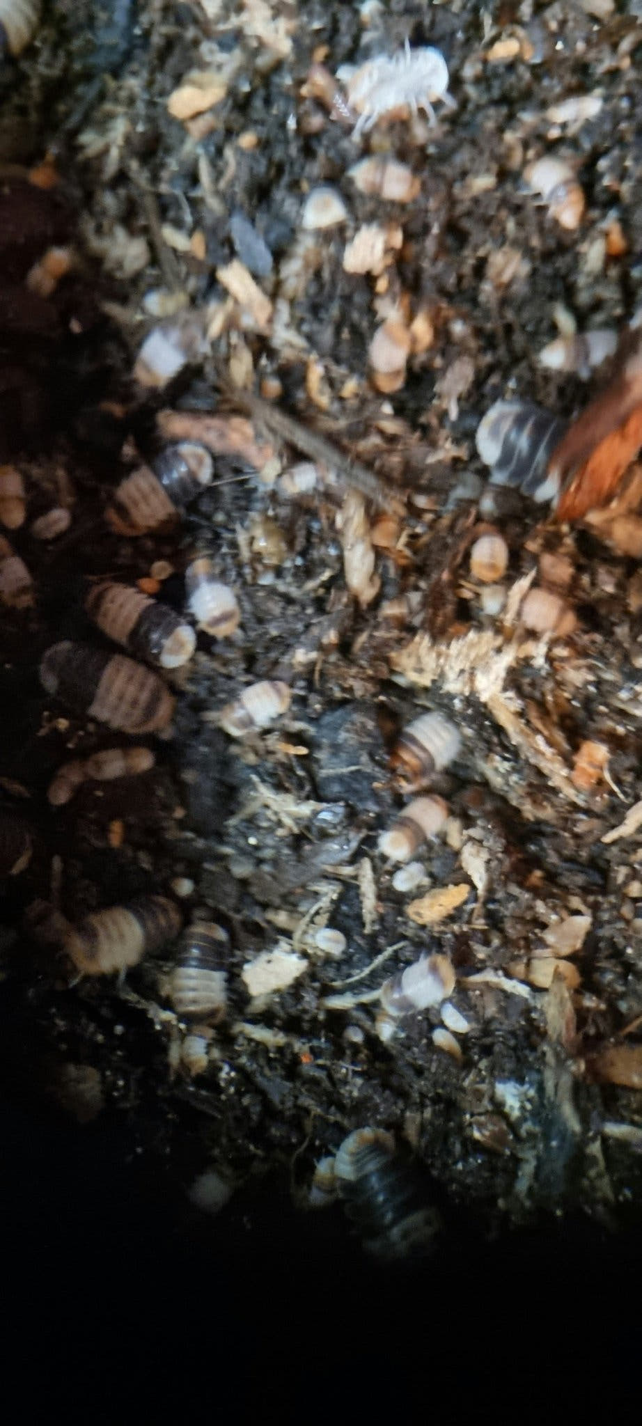 White shark isopods