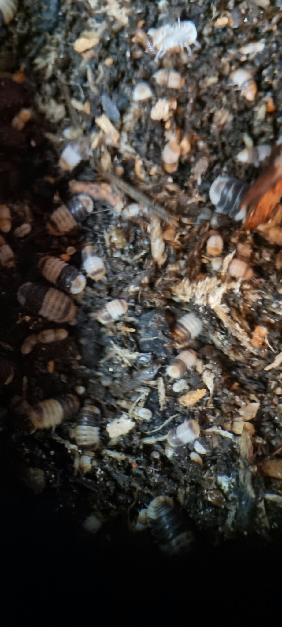 White shark isopods
