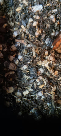 White shark isopods