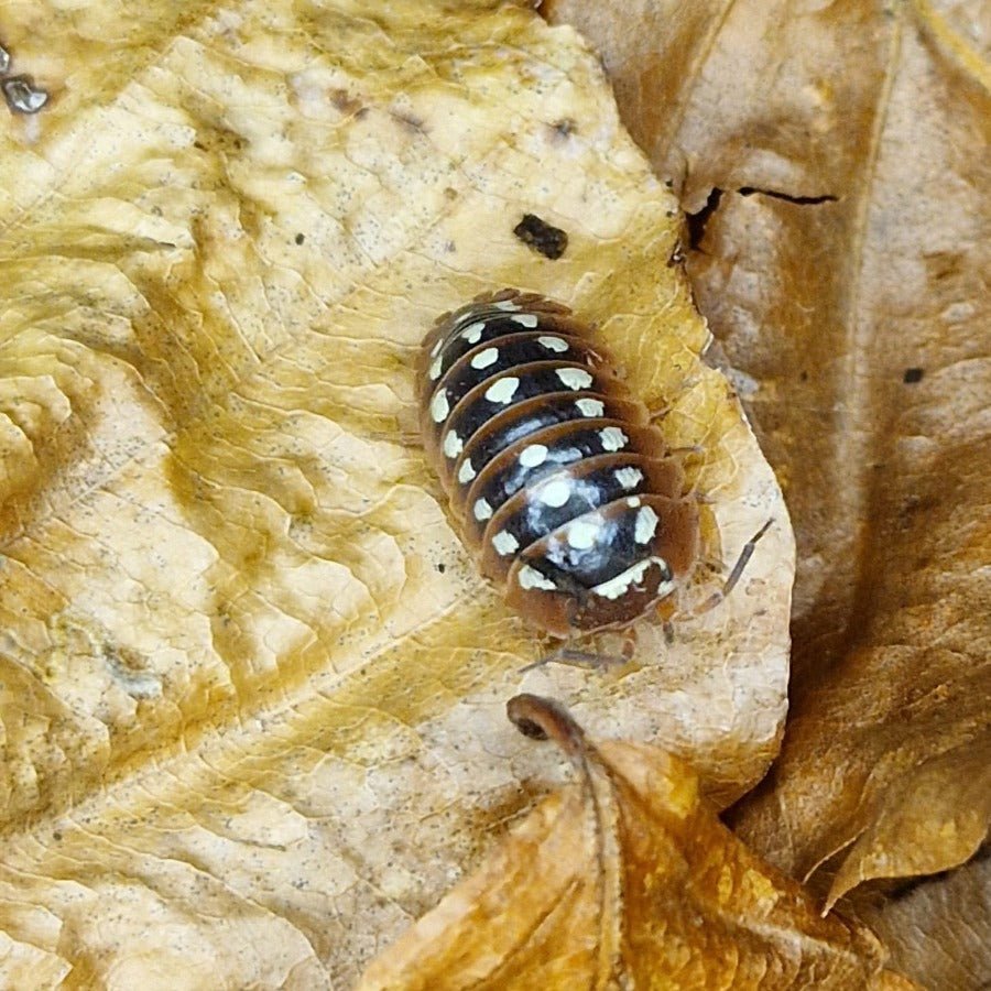 Dubrovnik Isopod (Armadillidium Klugii)